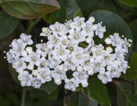 Tipici fiori del viburnum tinus