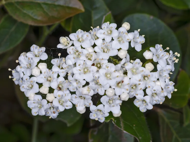 Tipici fiori del viburnum tinus