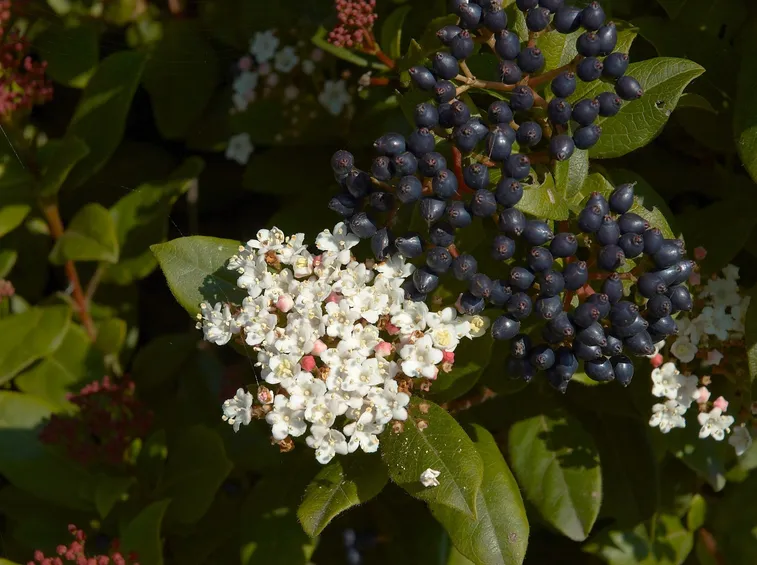 I nocivi frutti del viburnum tinus