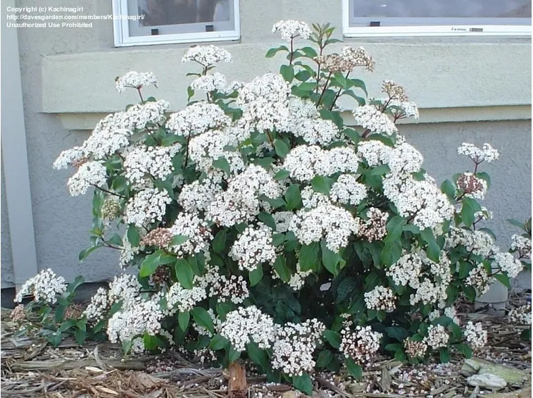 Arbusto di viburnum tinus in fiore