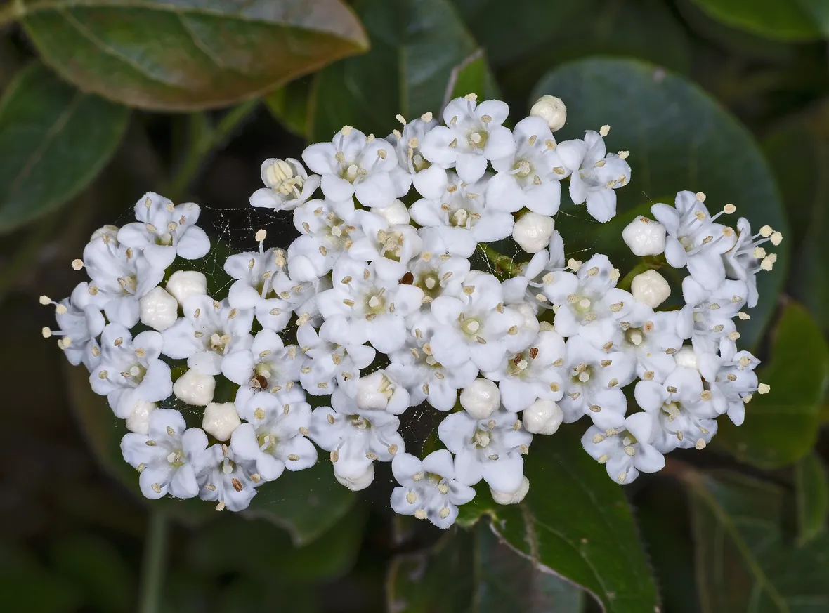 Tipici fiori del viburnum tinus