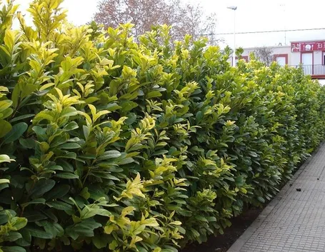 Siepe di Viburnum lucido