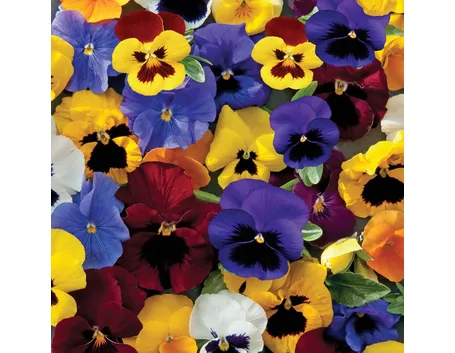 Fiori viola del pensiero