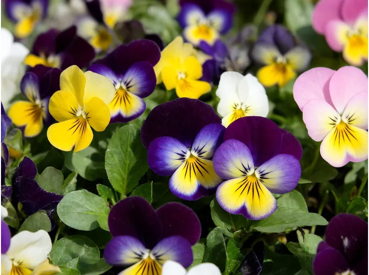 Viole fiori