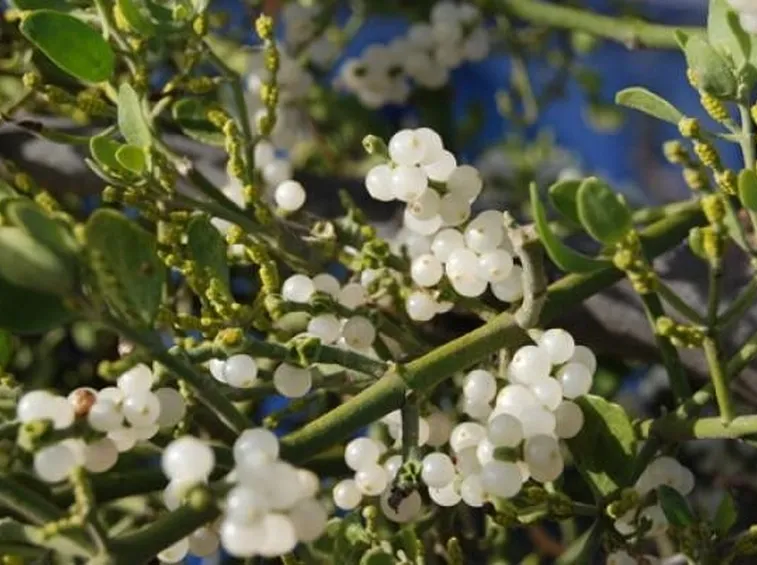 Vischio
