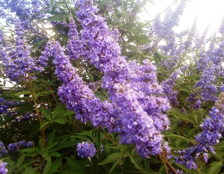 Infiorescenze di Vitex agnus castus