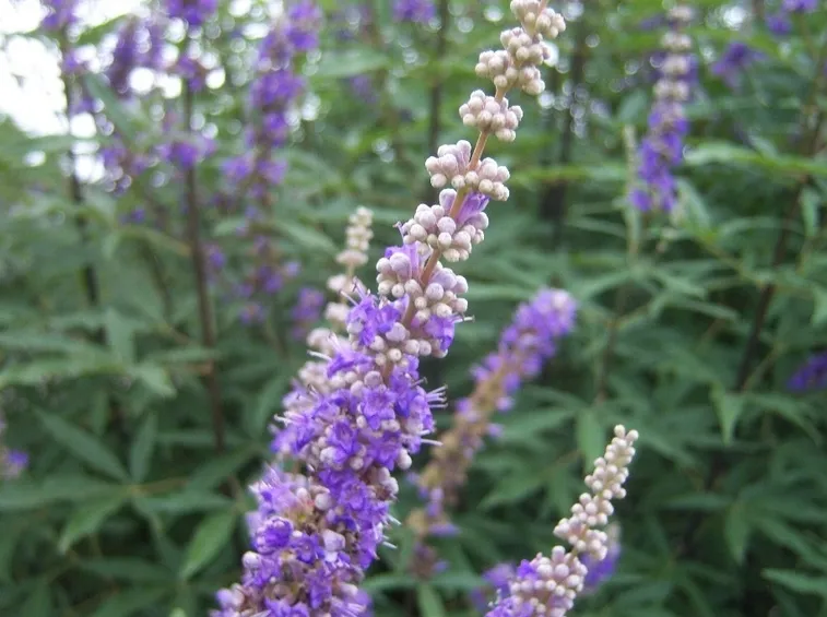 Fiori di Vitex agnus castus