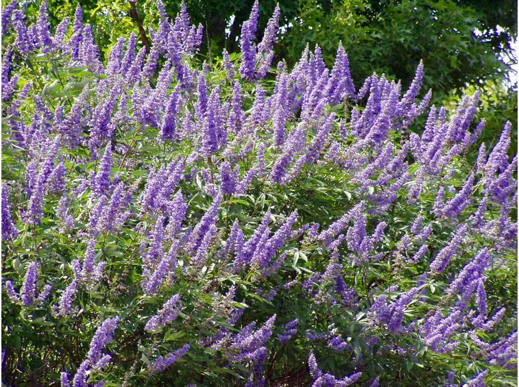 Foglie e fiori di Vitex agnus castus
