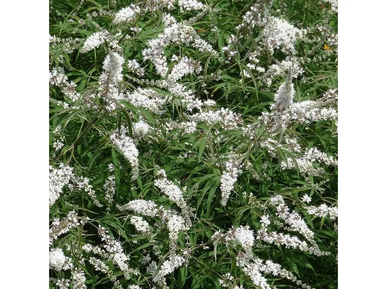 Foglie e infiorescenze di Vitex agnus castus