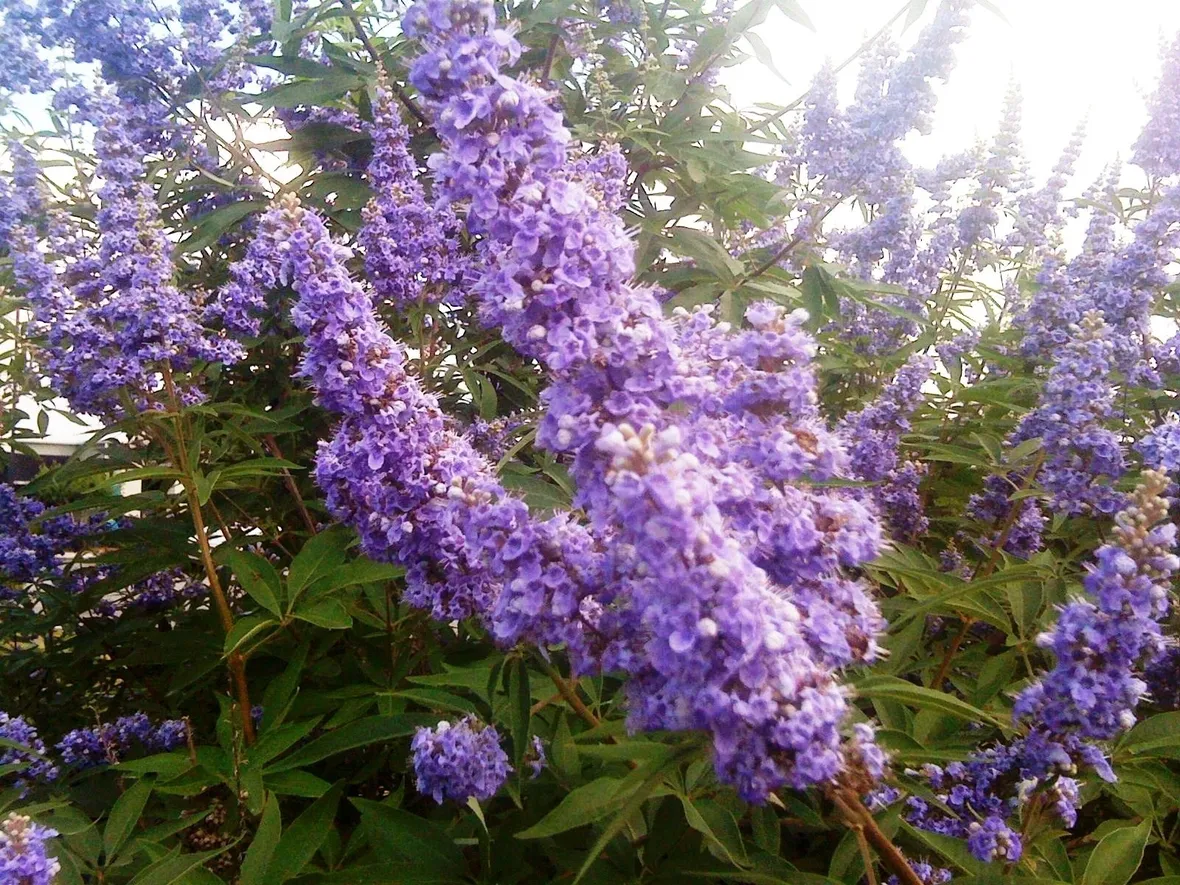 Infiorescenze di Vitex agnus castus