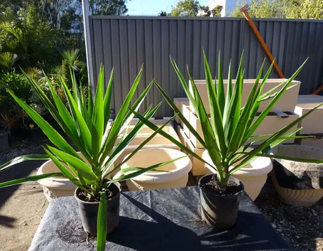 Yucca elephantipes