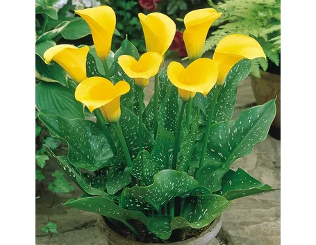 Zantedeschia coltivazione vaso