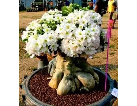 Adenium