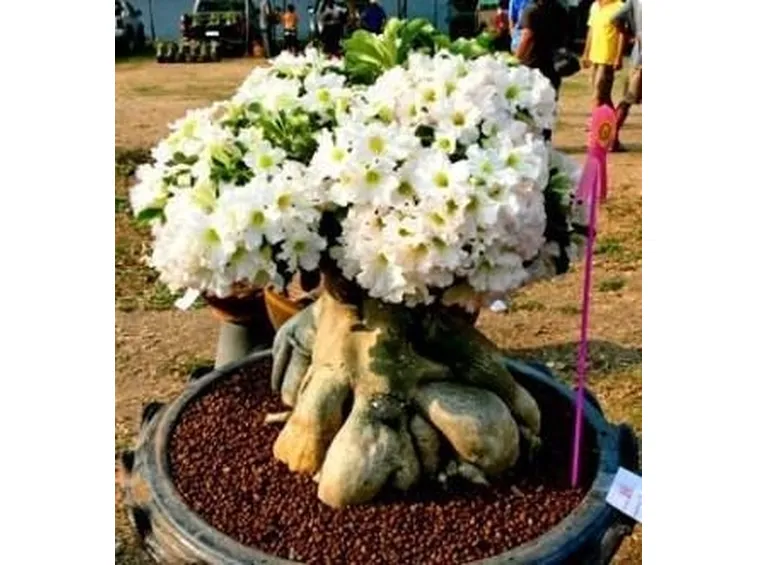 Adenium