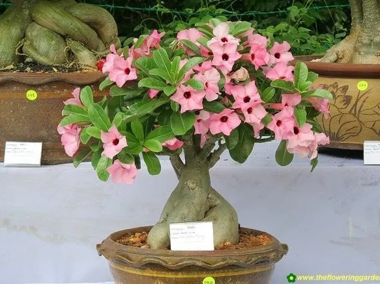 Adenium