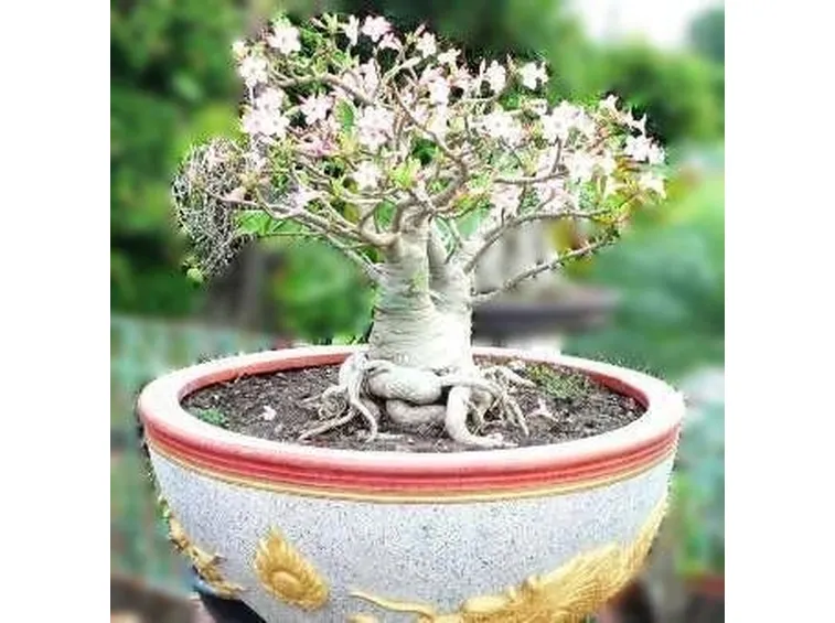 Adenium
