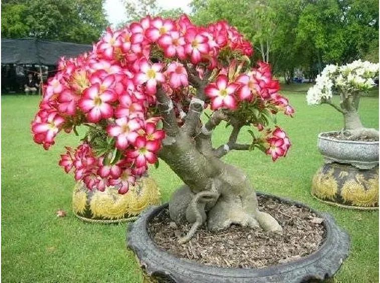 Adenium