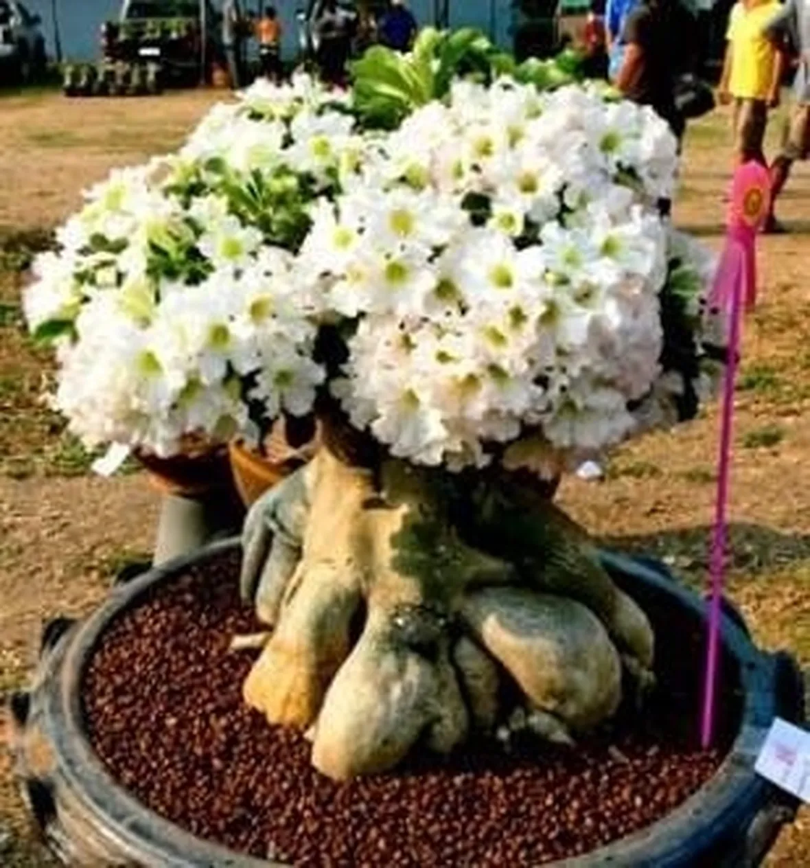 Adenium