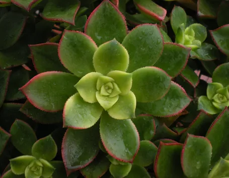Foglie pianta aeonium