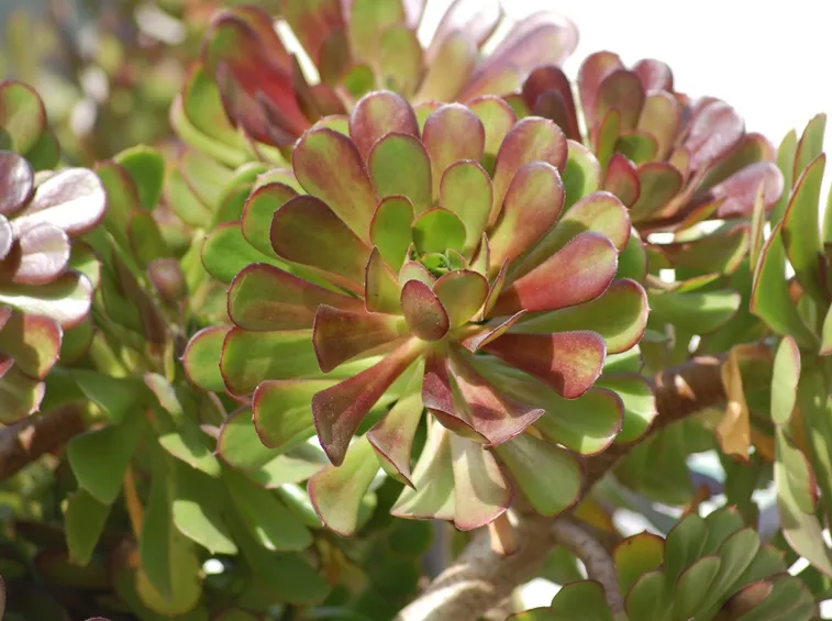 Piante succulenta