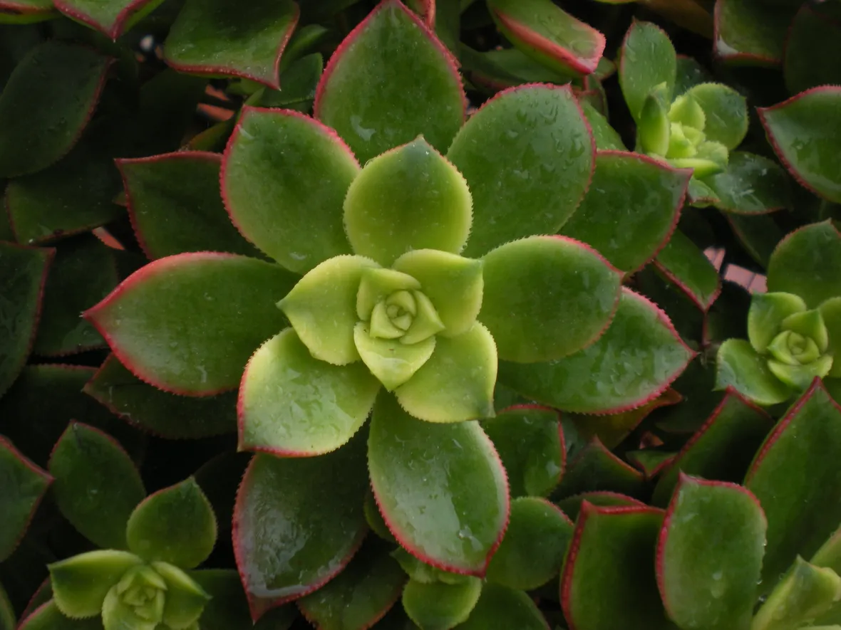 Foglie pianta aeonium