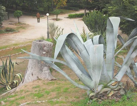 Agave americana