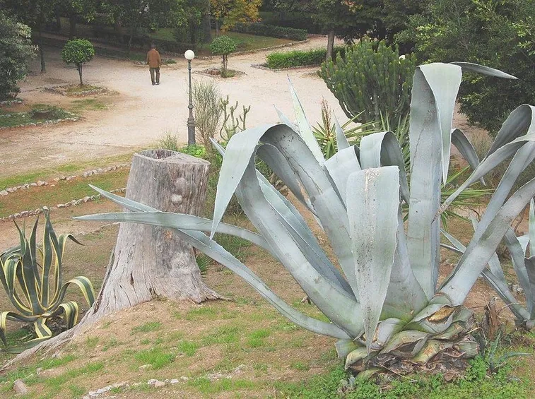 Agave americana