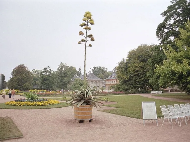 Agave americana con infiorescenza