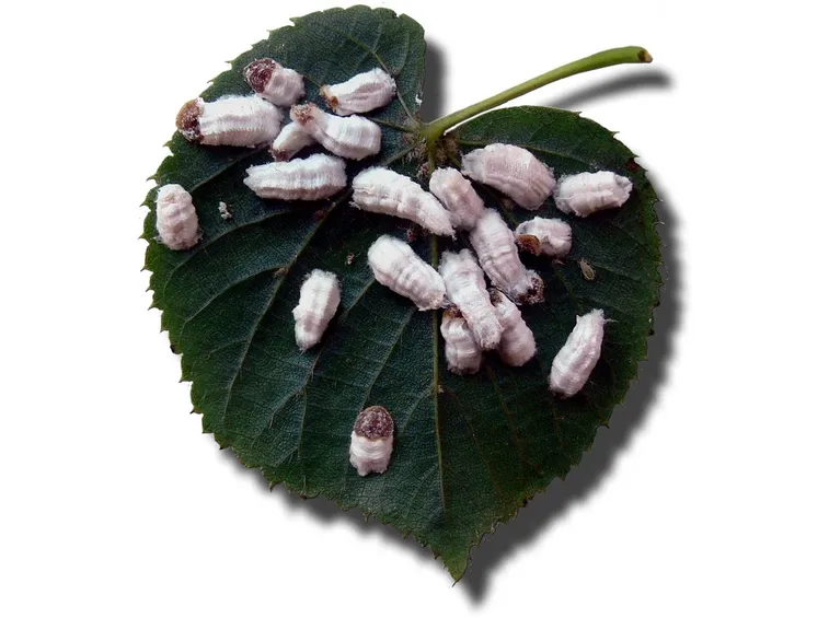 Esemplari di cocciniglia