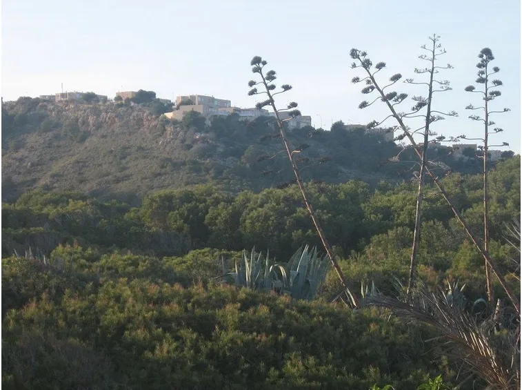 Agave americana nella macchia mediterranea