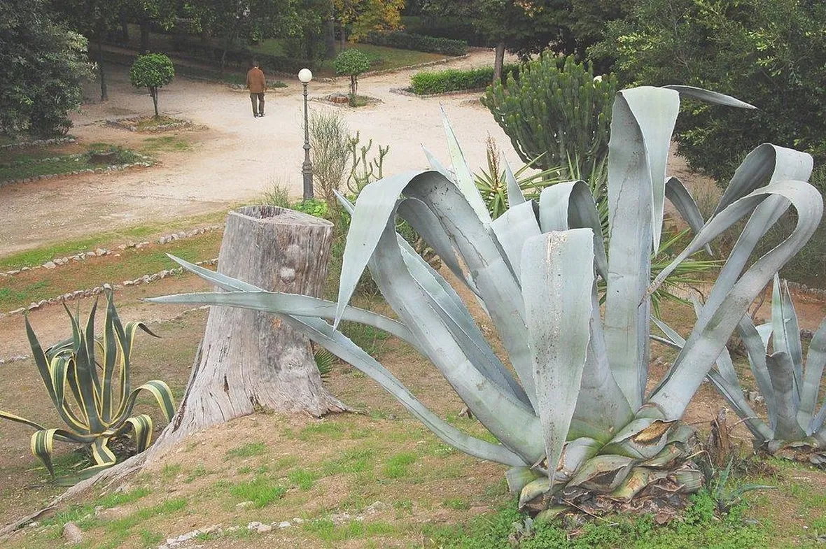 Agave americana