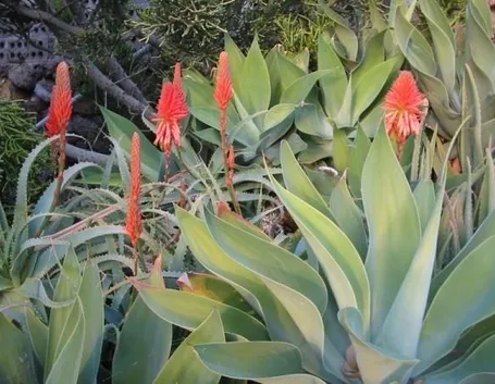 agave attenuata