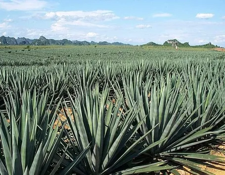 Coltivazione di agave sisalana
