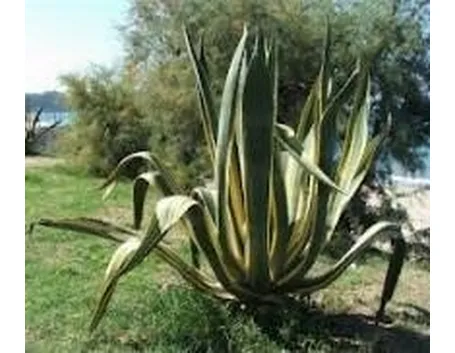 agave2