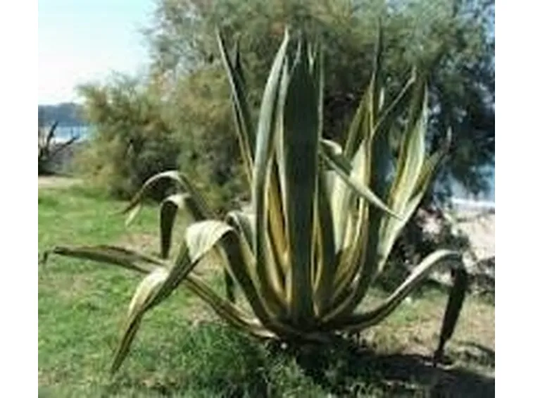 agave2