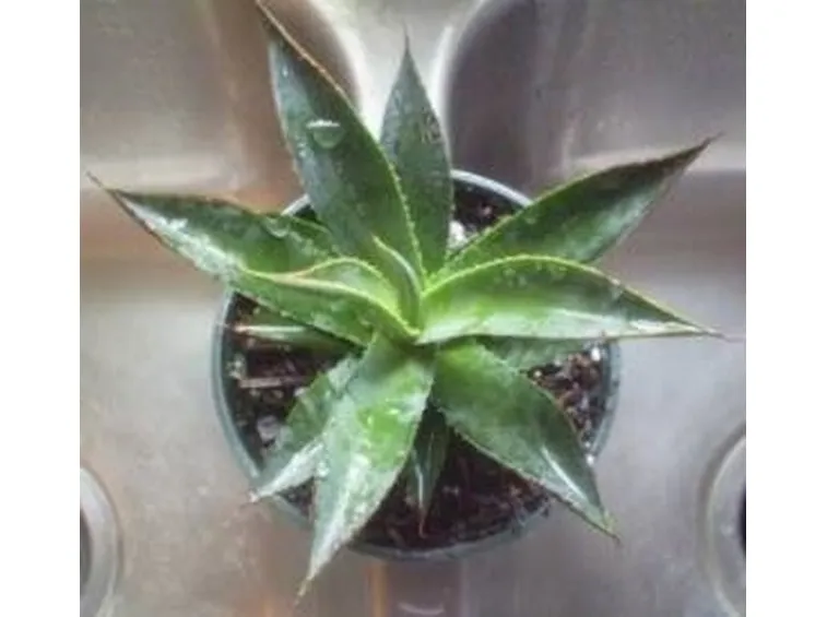 agave1