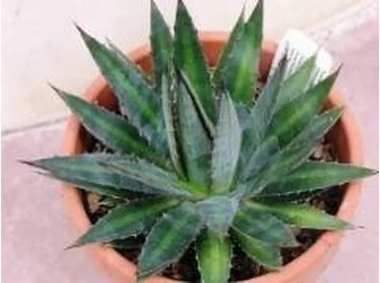 agave4