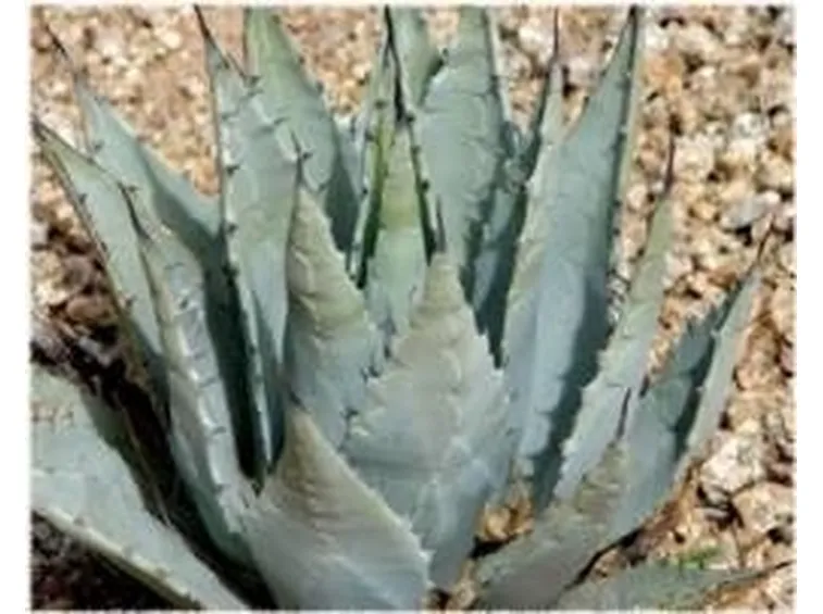 agave3