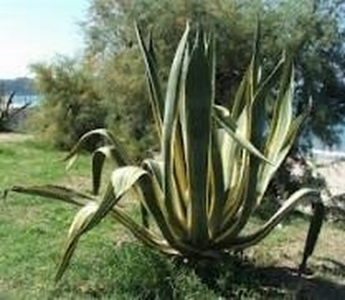 agave2