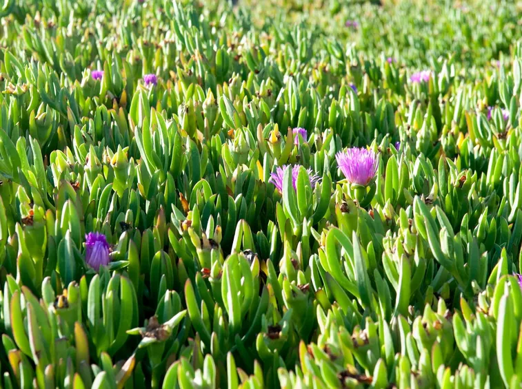 Piante grasse in fiore