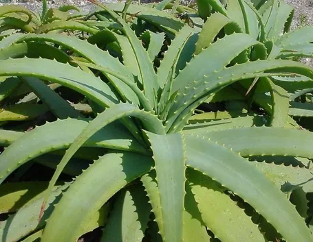 Aloe Arborescens