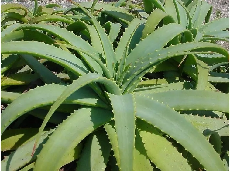 Aloe Arborescens