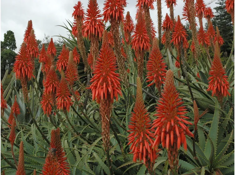 Frutti dell'Aloe Arborescens