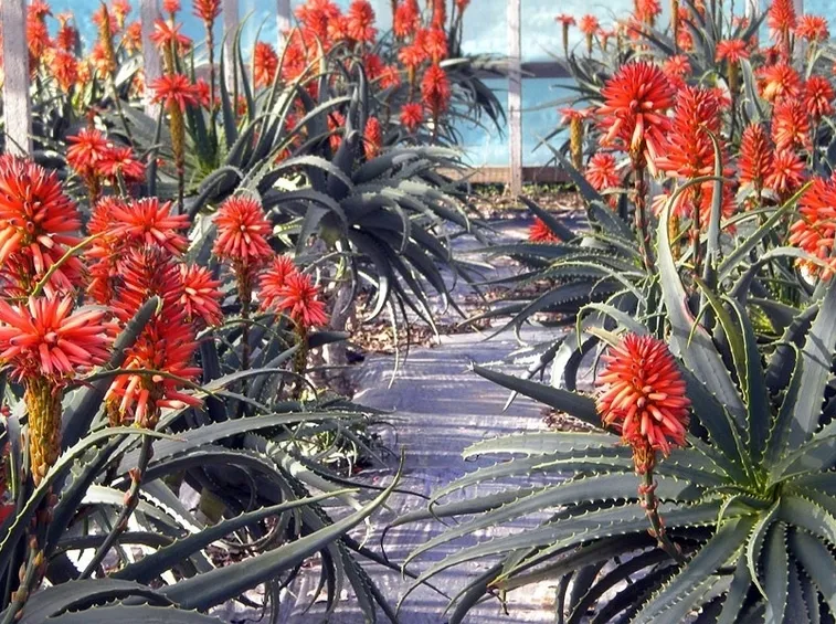 Coltivazione di Aloe Arborescens
