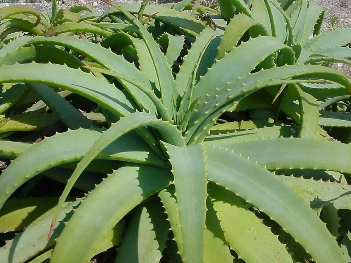 Aloe Arborescens