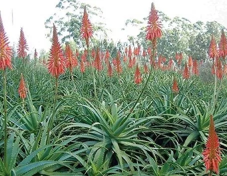 aloe dai fiori rossi
