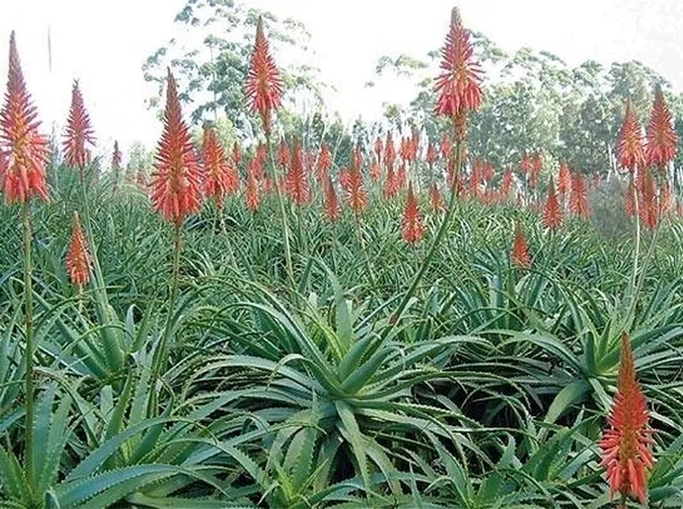 aloe dai fiori rossi