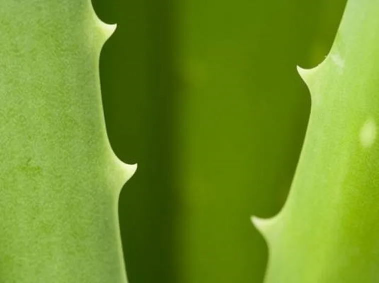 particolare foglia di aloe