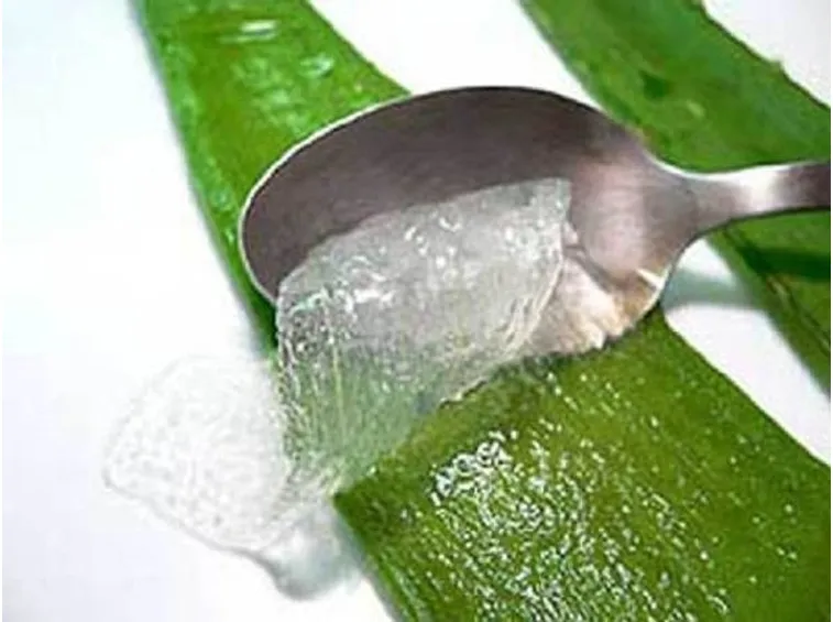 aloe amica del benessere