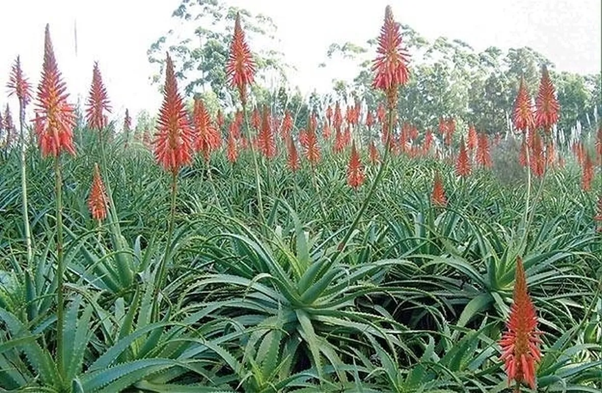aloe dai fiori rossi